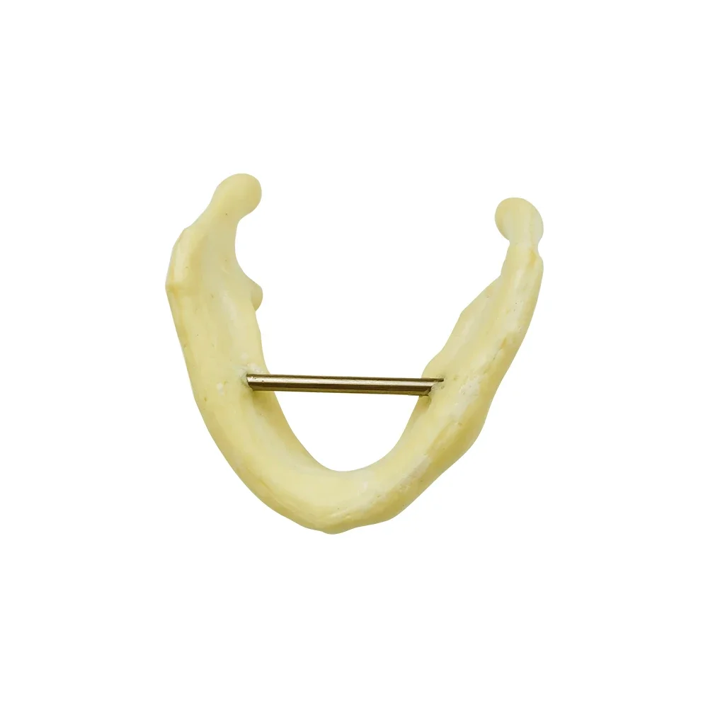 

Dental Lower Jaw Model Mandibular Implant Practice Model Dentist Educational Practice Model For Dentist Educational Practice