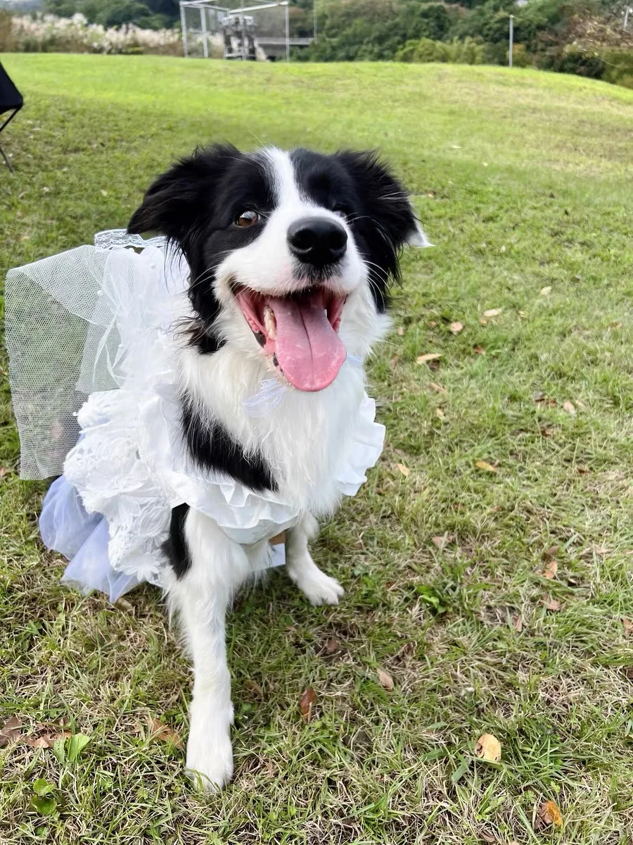 Dog Wedding Dress Tulle Lace Corgi Shiba Golden Hair Samoye Labrador Ceremonial Robe Dress 3kg-32kg Small Medium Large Dogs