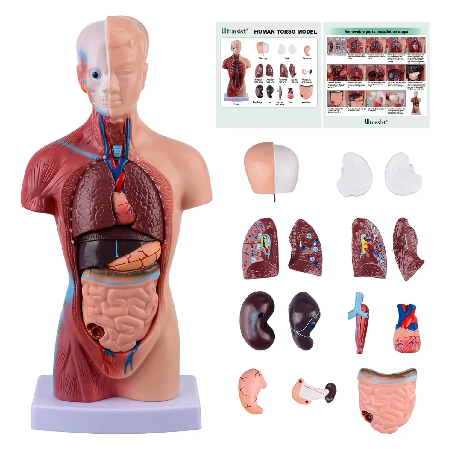 Ultrassist Human Torso Anatomy Model with Digital Manual 15 Pcs Removable 10.6in Kids Human Body Model for Science Education