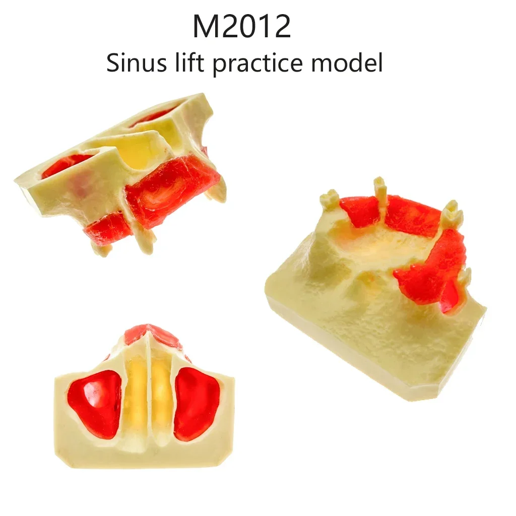 Dental Maxillary Sinus Teeth Model Implant Practice Study Teach Demonstration Dentistry Products M2012 M2013S M2013F M2014 D025