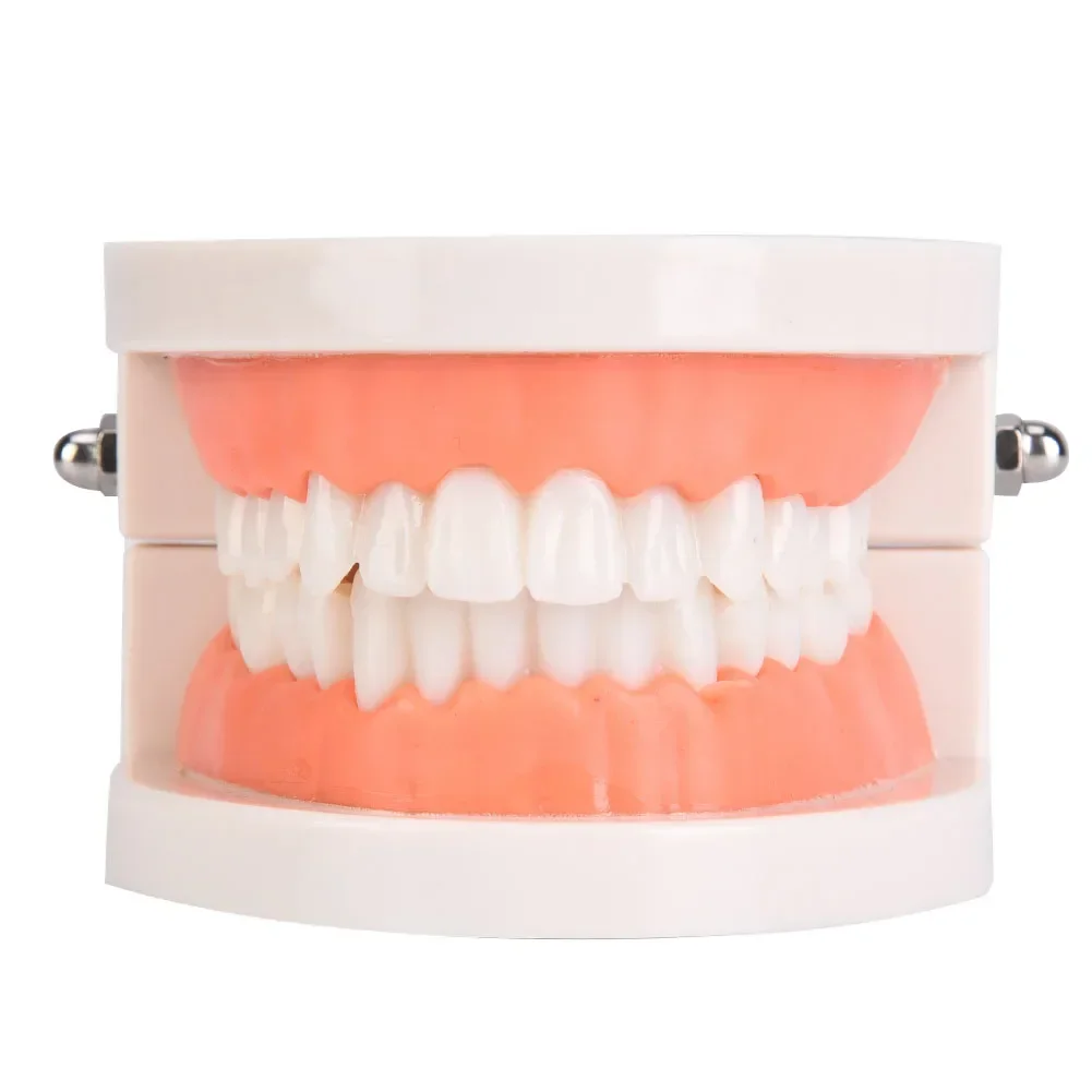 1 pçs modelo de educação de cuidados orais jardim de infância crianças modelo de escovação de dentes laboratório dental cuidados de saúde dentes pe modelo de goma macia