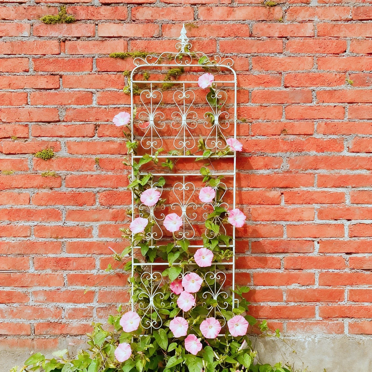 

Vintage Wrought Iron Plant Trellis, Decorative Garden Screen for Climbing Plants, Outdoor Patio Wall Mounted Flower Support
