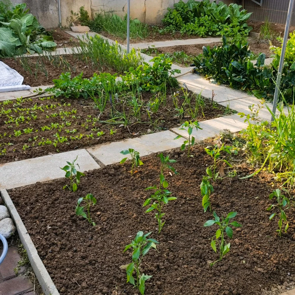 Afbeelding 6: 10g Chitosan Oligosaccharide Groene Microbiële Organische Meststof voor Huis Tuin