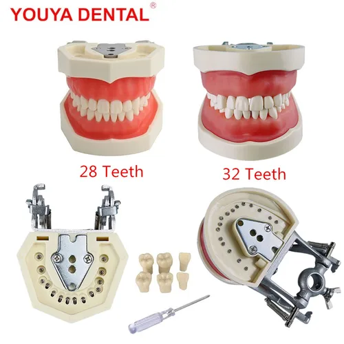 Modelo de 28/32 dientes para técnico Dental, práctica de entrenamiento, mandíbula Typodont, modelo Dental estándar, modelo de enseñanza de dientes con goma suave