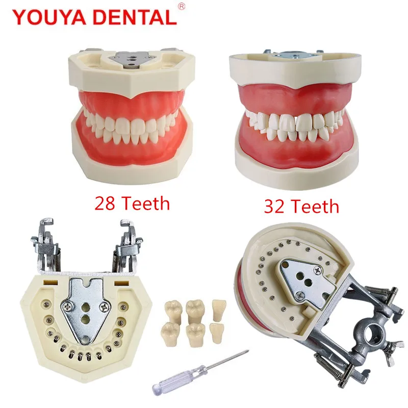 치과 기술자 연습용 28/32 치아 모델 – 부드러운 잇몸이 포함된 턱 타이포돈트 표준 교육 모델