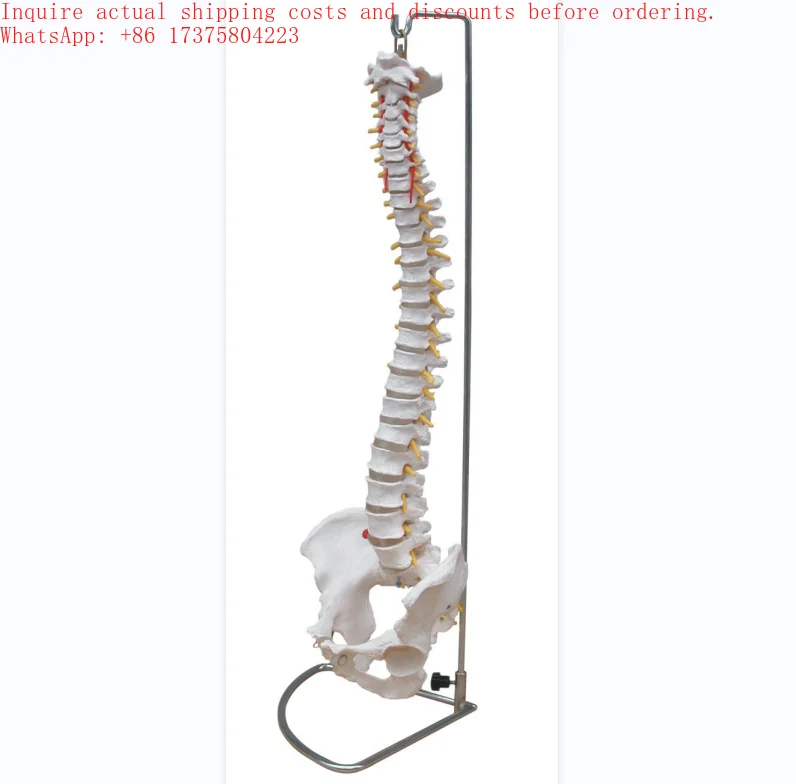 2026 Vertebral Column with Pelvis