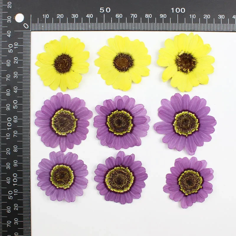 40pcs Pressed Dried 3-5cm Yellow/Purple Grandaisy Flower Plants Herbarium Jewelry iPhone Phone Case Frame Making Accessories view 4