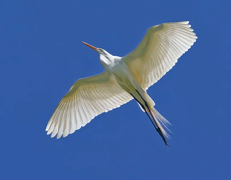 

Очки SKYZONE COBRA SD 4,3 дюйма FPV — 5,8G 48CH Diversity RX, 800x480 ЖК-дисплей, вентилятор с радиатором