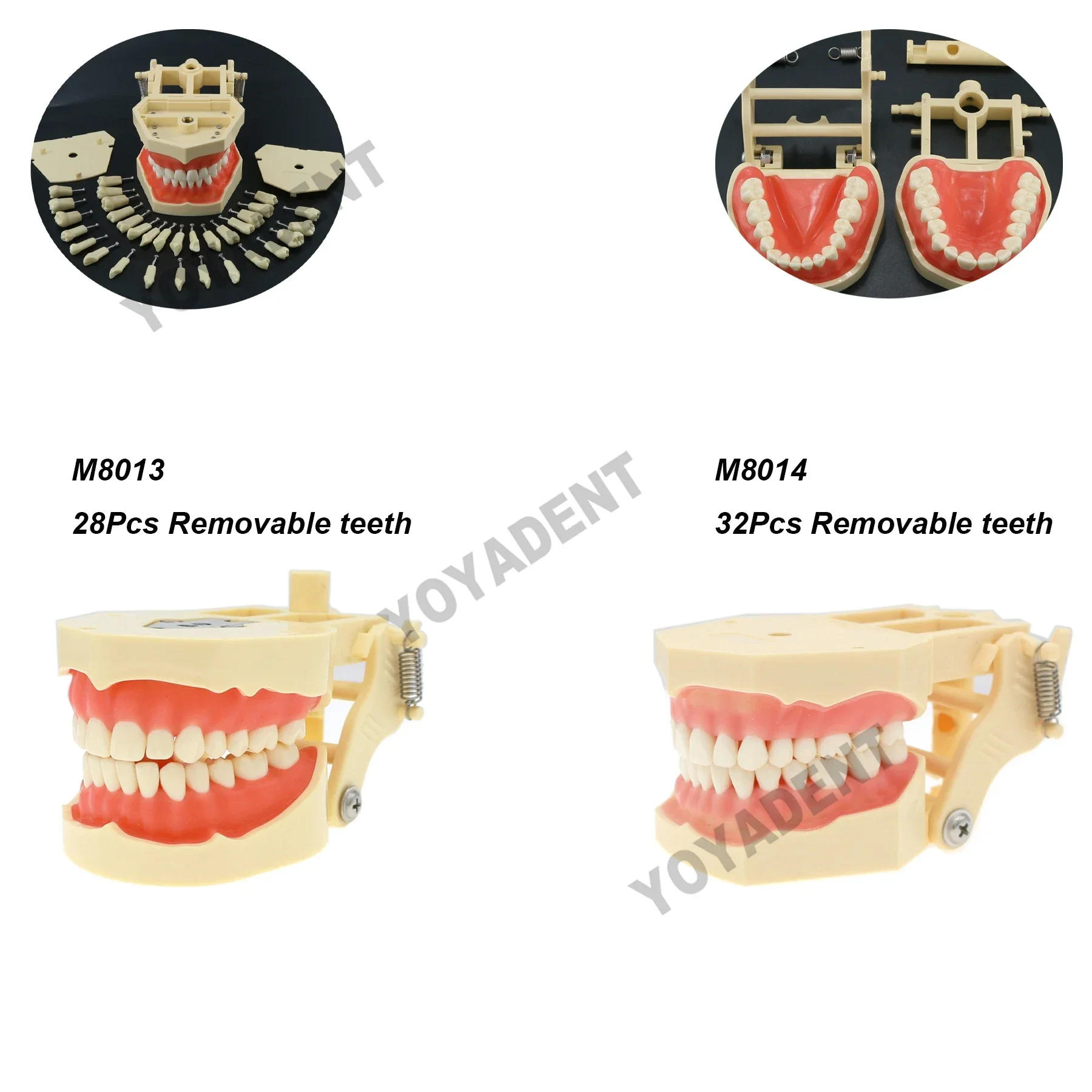 Dental Teeth Model Removable Resin Dental Model Fit Kilgore NISSIN 200/500 Type Teeth Teaching Model 28pcs And 32 Pcs Teeth