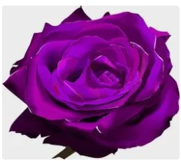 SS KlantenserviceSS Klantenservice