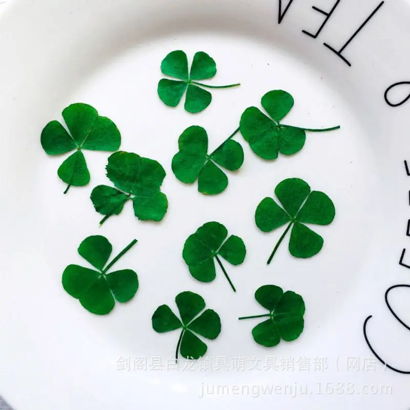 Q81D 10 Pcs Real Dried Pressed 4-leaf Clover Dried Flowers Leaves Epoxy Mold Fillers for DIY Resin Crafts,Soap Candle Making