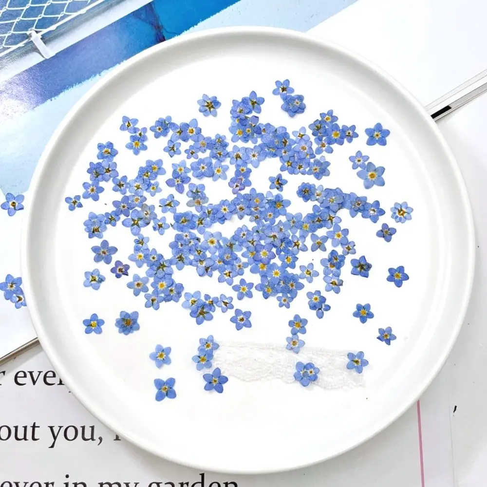 

Nail Art Candle Making Jewelry Natural Pressed Flower Dried Flowers Don't Forget Me Forget-Me-Not