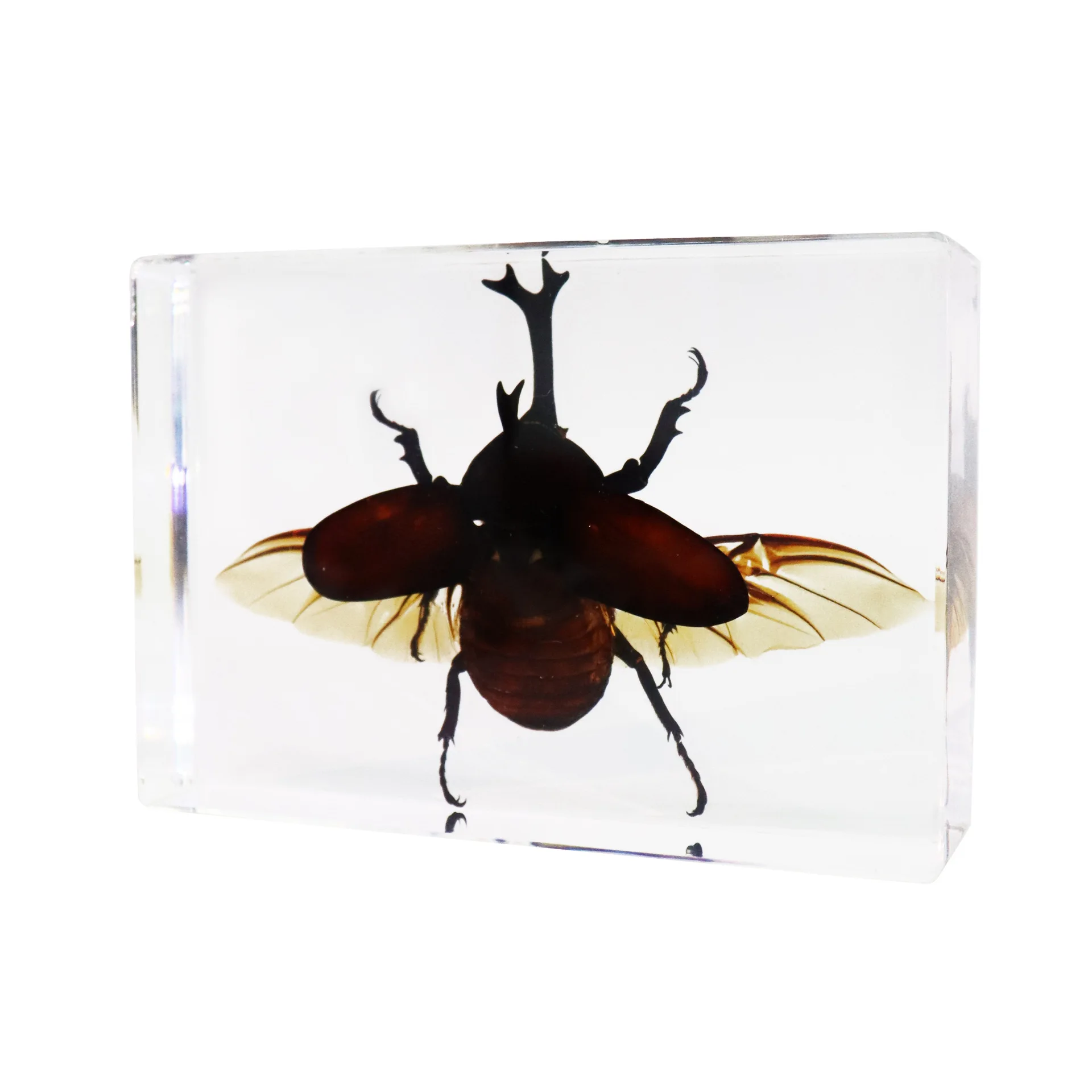 Simulation Rhinoceros beetle,Insect World Realistic Beetle Specimen Ornament