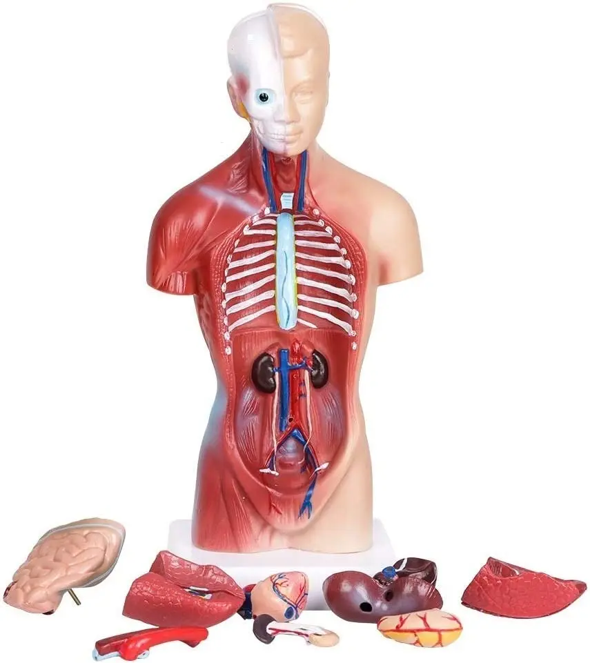 Human Torso Body Anatomy Model with 15 Removable Parts-Heart Visceral Brain Skeleton Medical School Nursing Educational Tool