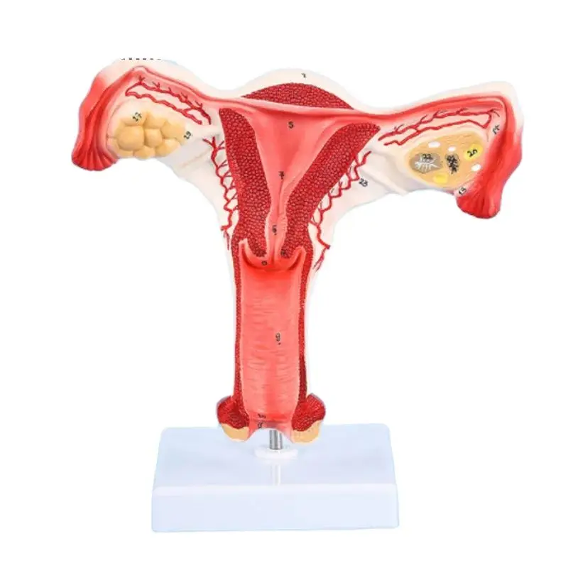 Human Female Uterus Ovary Fallopian Tubes Model Anatomical human anatomy model medical teaching tools