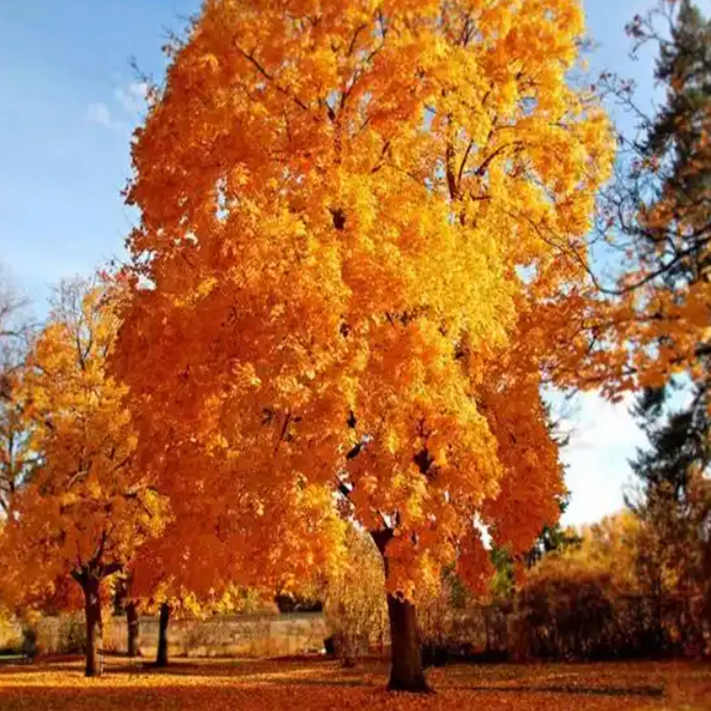 

F6380 F9480 chips HDK C M Y for Epson Surecolor F6380 F9480 Ink Cartridge Chip T46F8 T46F1 T46F2 T46F3 T46F4