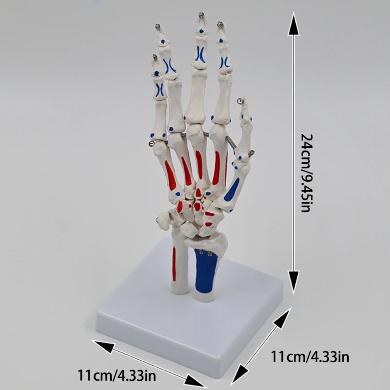 Modelo esqueleto mano con muñeca, cúbito y radio, tamaño natural, modelo mano esquelético, modelo médico, modelo