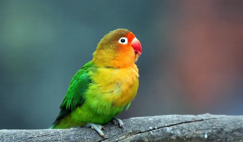 Ricevitore ELRS dual-core BAYCK 915 MHz - Doppie antenne Diversity, CRSF/SBUS per droni FPV e quadricotteri