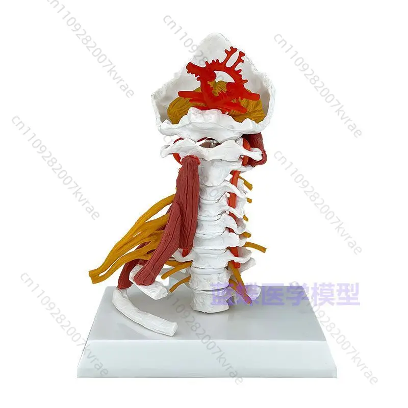 Human Cervical Vertebra Silicone Training Model, Atlas Axis Bone Structure Teaching Display Tool