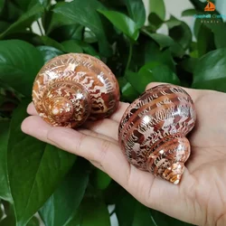 2 PC Tapestry Turban Sea Shells Brown Hermit Crab Turbo Shell Conch Genuine Turbo Petholatus Ornaments Decoration for Fish Tank