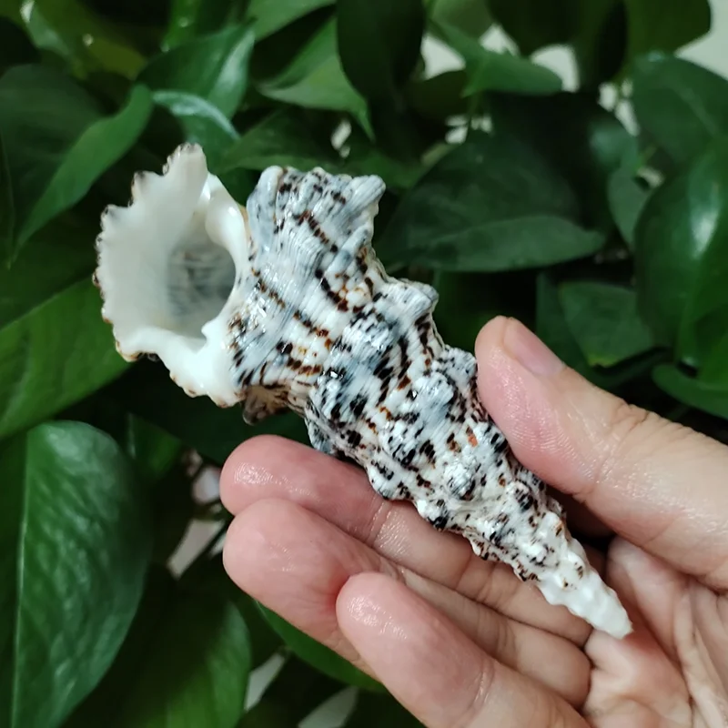 8-10CM Rare Tower Snail Turritella Natural Sea shells For Wedding Home Fish Tank Decorations Table Party Ornaments DIY Crafts - Image 3