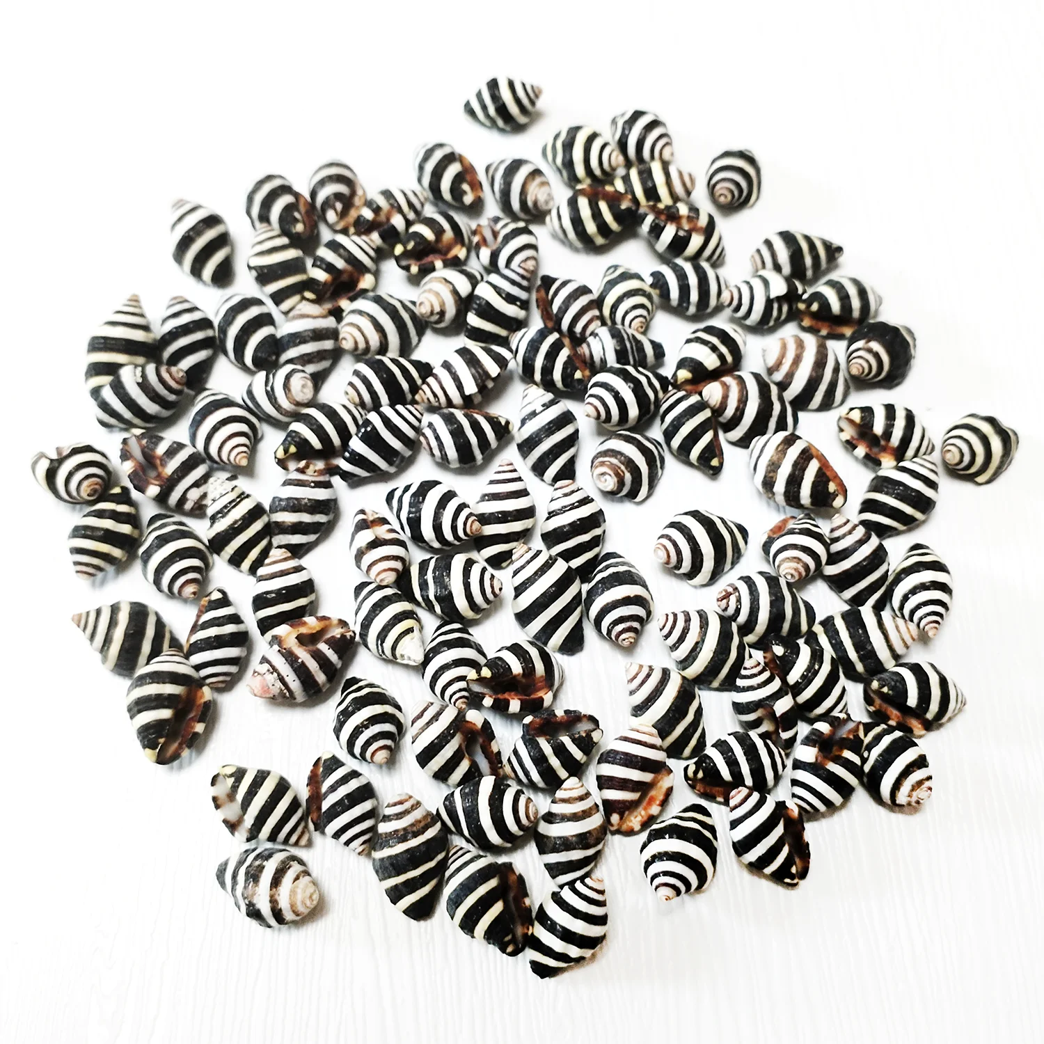 50/100 Pieces Natural Engina Mendicaria Real Bumblebee Snail Crafts Slices For DIY Jewelry Making Marine Style Fish Tank