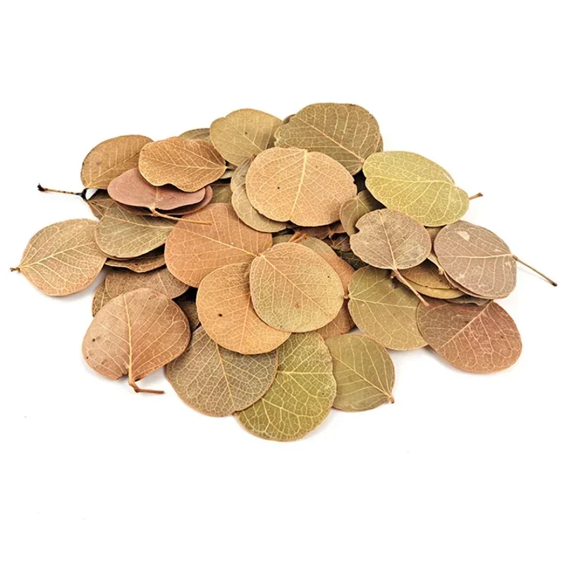 50pcs Natural Leaf Aquarium Filter Terminalia Catappa Foetida Leaves Island Almond Leaf Fish Cleaning Treatment