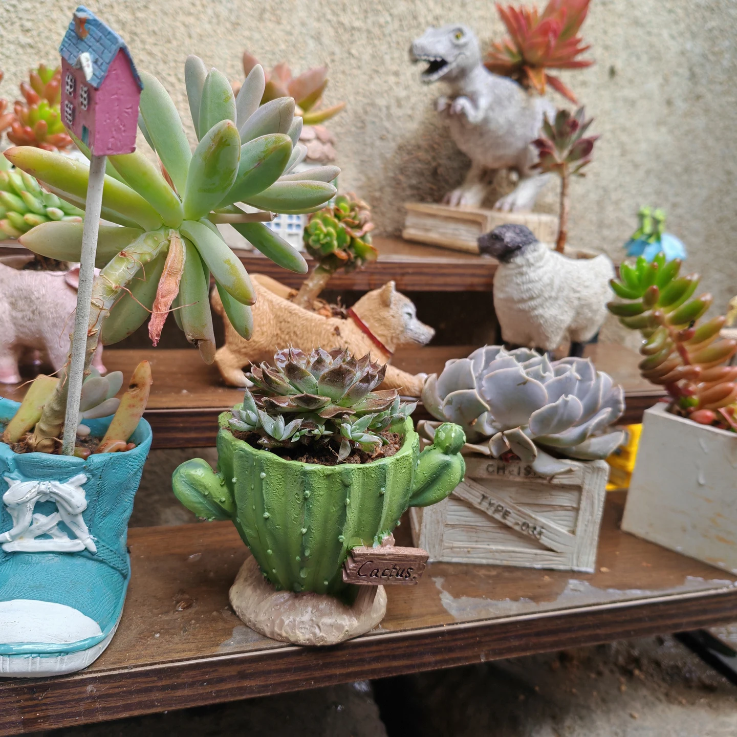 Doniczka na kaktusy, urocza mi – Cactus Mix Pot recenzja i cena
