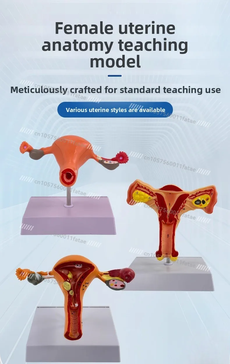 Female Reproductive Uterus Model Ovarian Pathological Changes Pelvic Pelvic Sagittal Perineum Pelvic Floor Muscle Teaching Mold