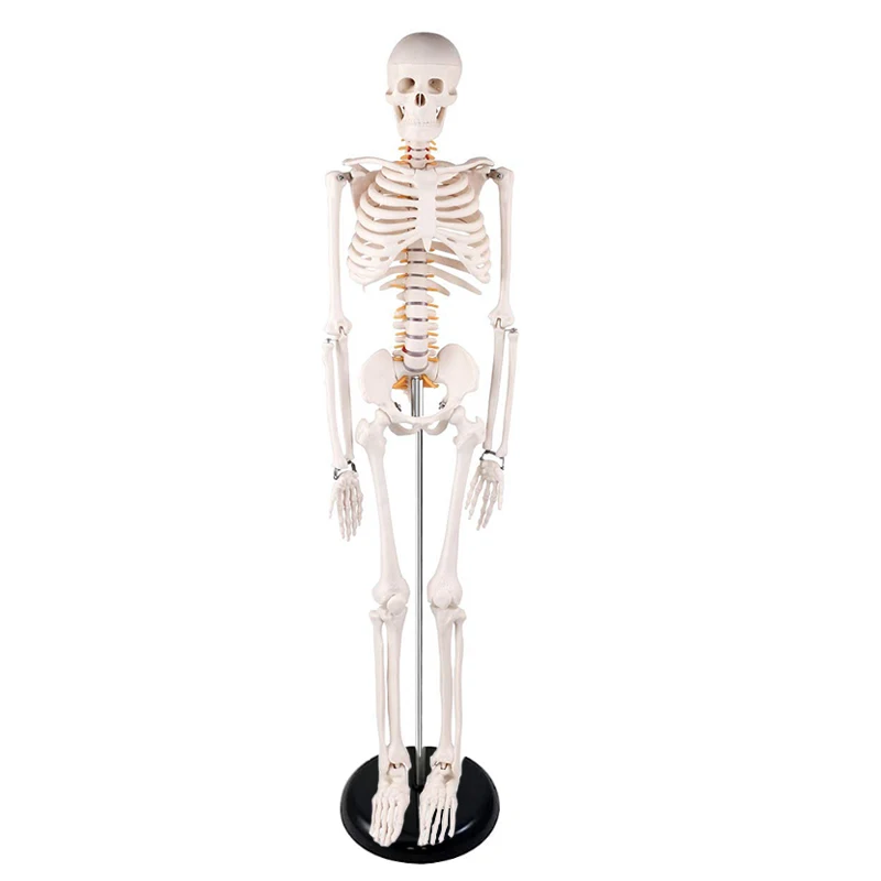 Human Skeleton White Bone Include Spinal Nerves Full with Removable Arms and Legs Anatomy Model Medical Science Teaching Tools