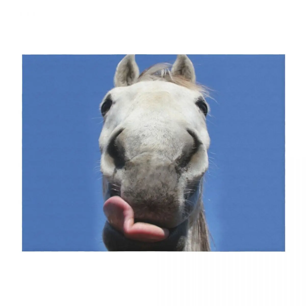 Horse Licks Throw Blanket Summer decorative Thermal Blankets