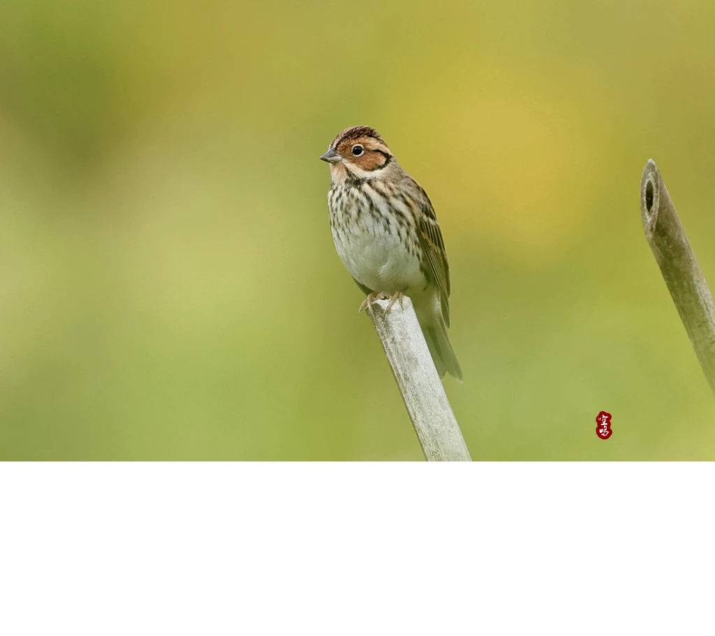 

4pcs 65mm 1.3" Metal Beadlock Wheel Tire Set for 1/18 1/24 RC Crawler Car TRX4M SCX24 AX24 FCX24 Upgrade Parts