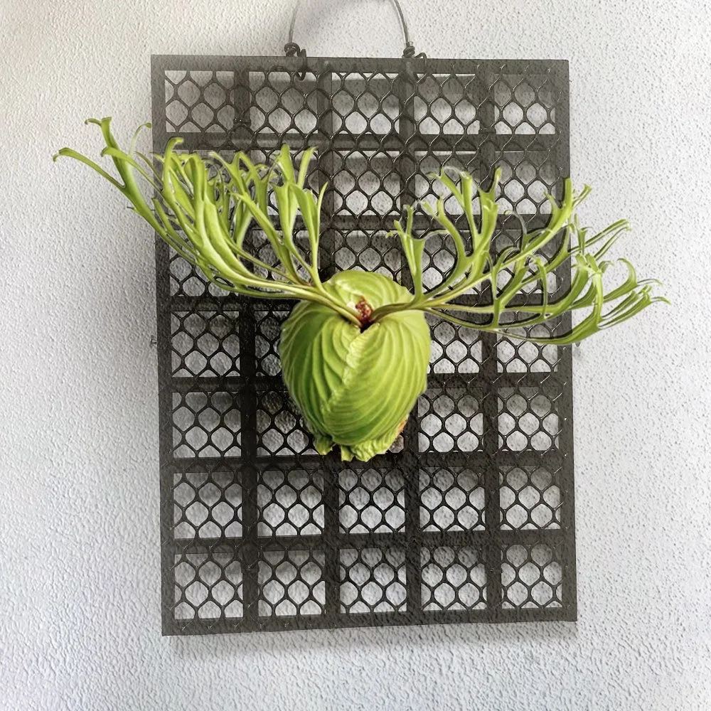 Black Thickened Staghorn Fern Board Dendrobium Plastic Planting Board Orchid Fern Plant Bed Board Gardening Hanging Board