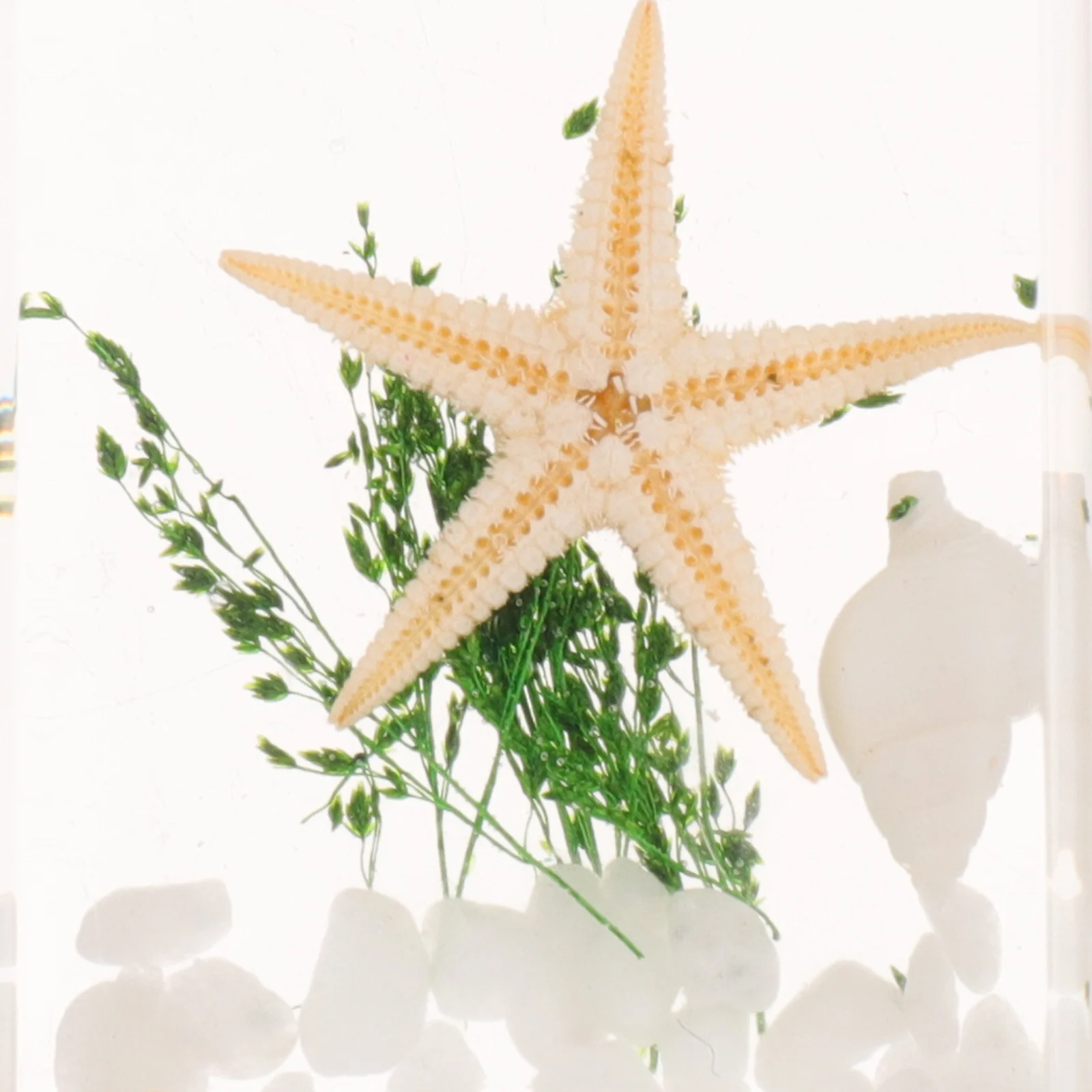 

3 Pcs Specimen Ornaments Small Ocean Animals Decor The Statue Resin Figure Exquisite Shaped Travel