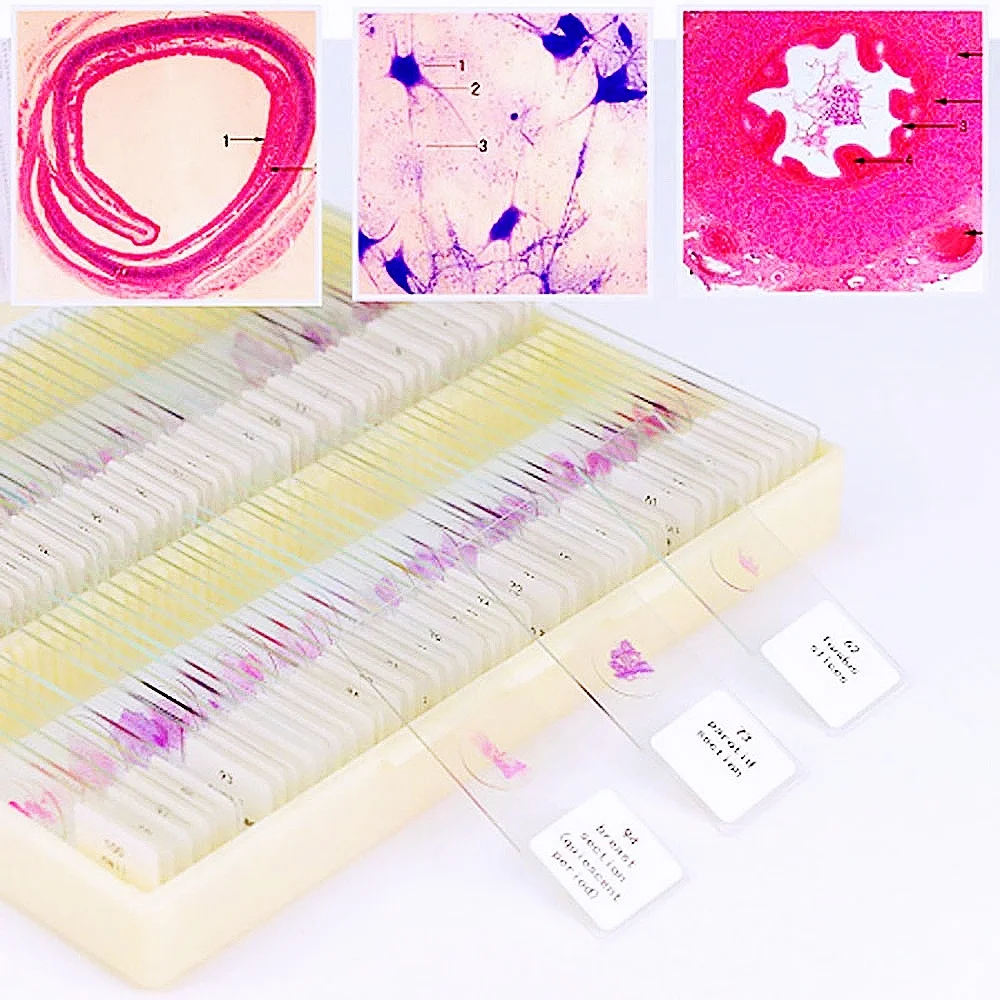 100Pcs HM Histology Prepared Slides, Human Tissue Microscope Specimen Slides for Education Export standard