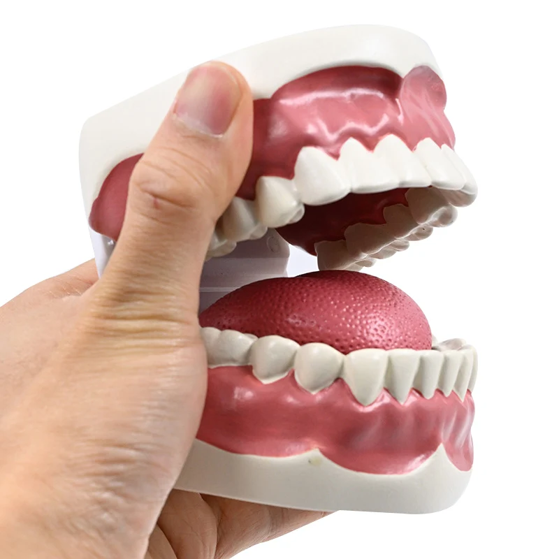 1:1 Dental Care Health Model Advanced Oral Cleaning Model Health Care Dental Care Teaching Mold with Tongue