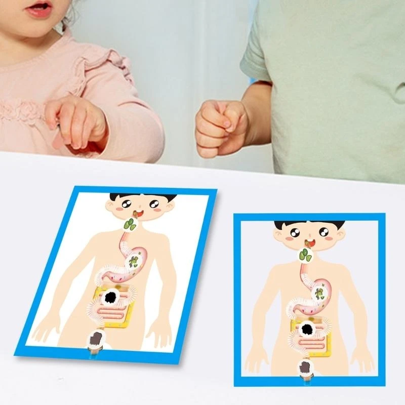 Y5LB Educational Digestive Organ Anatomy Model for Kids Teen Student Aged 6＋School Classroom Homeschooling Teaching Tool