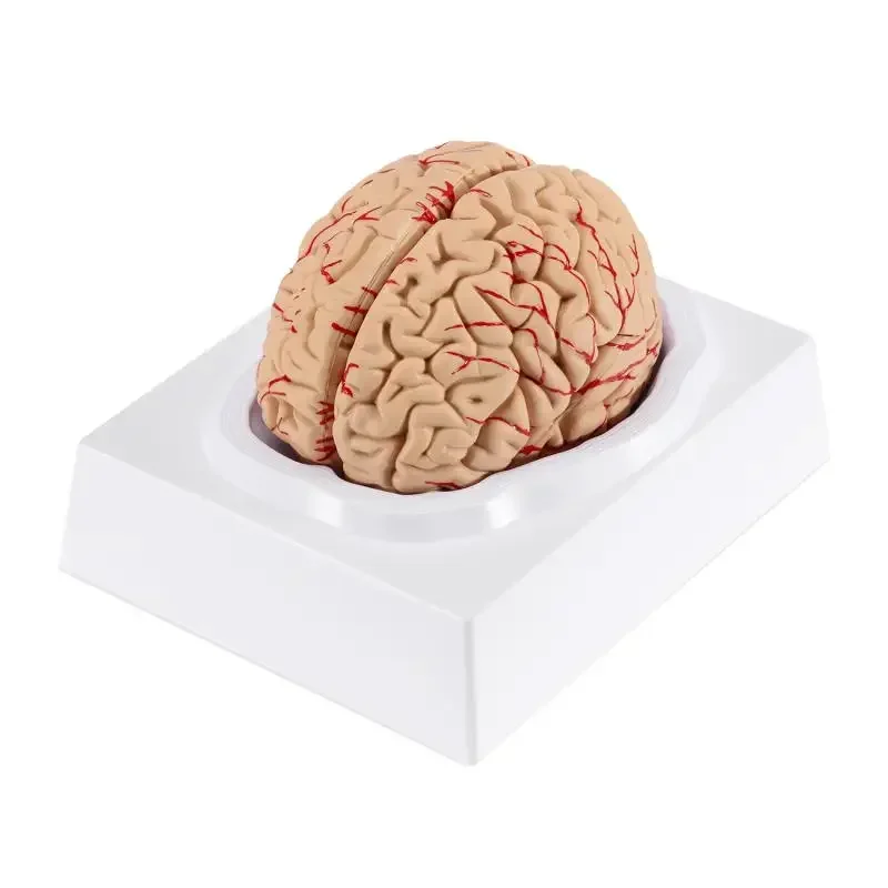 Human Brain Model Anatomically Accurate Brain Model Human Brain Anatomy for Science Classroom Study Display Teach Medical Model