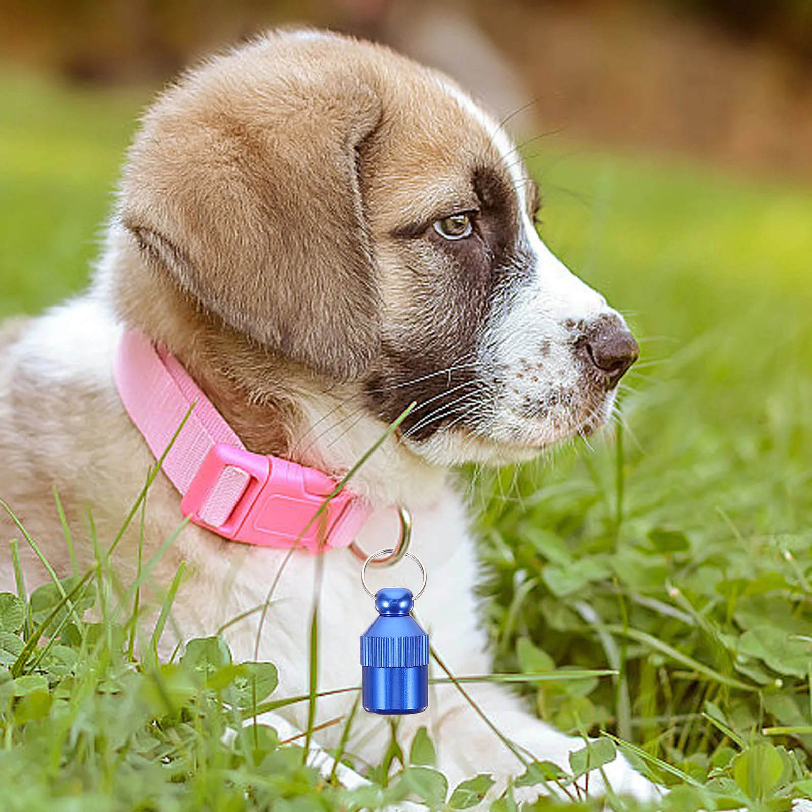 

5Pcs Anti-Lost Pet Id Tags Aluminium Alloy Dog Tag Easy Install Collar Pendant Dog Tags Cat Tag Puppy Collars 8 Weeks