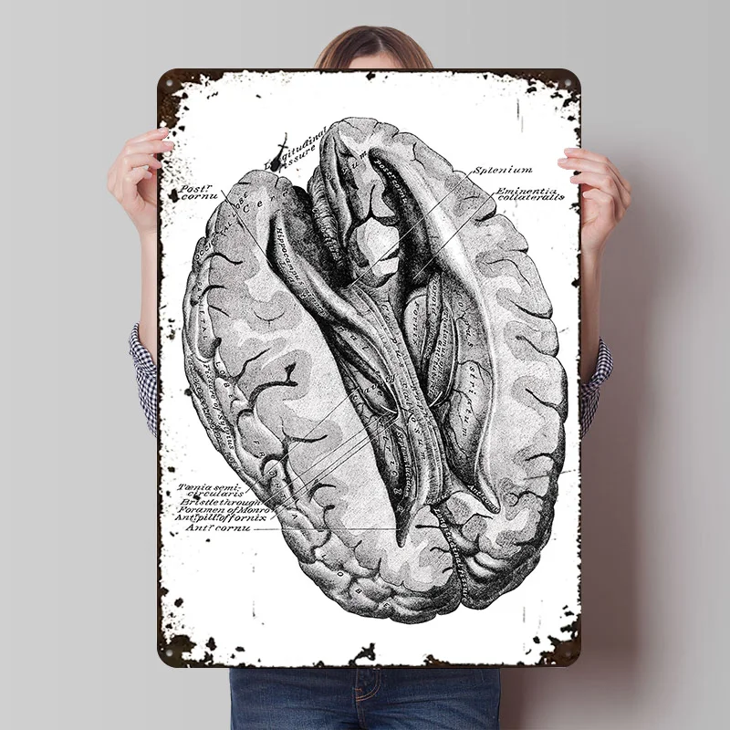 تشريح الدماغ البشري التوضيح المعادن المشارك تين علامات جدار الفن خمر الديكور غرفة علامة معدنية مخصصة للديكور المنزل