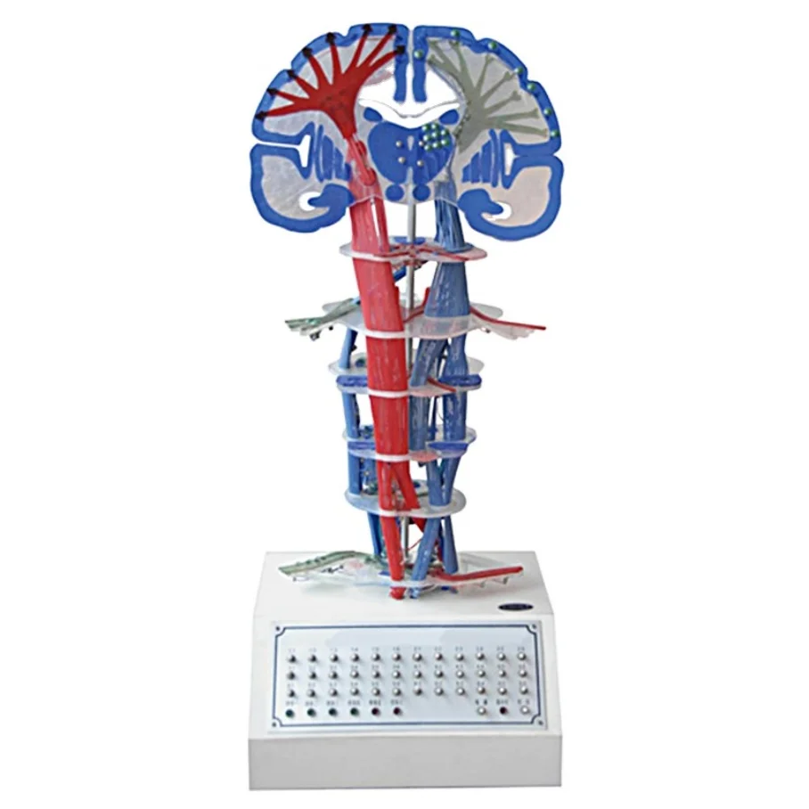 HC-S285 Science Education Anatomy Model, Central Nervous Conduction Electrical Model