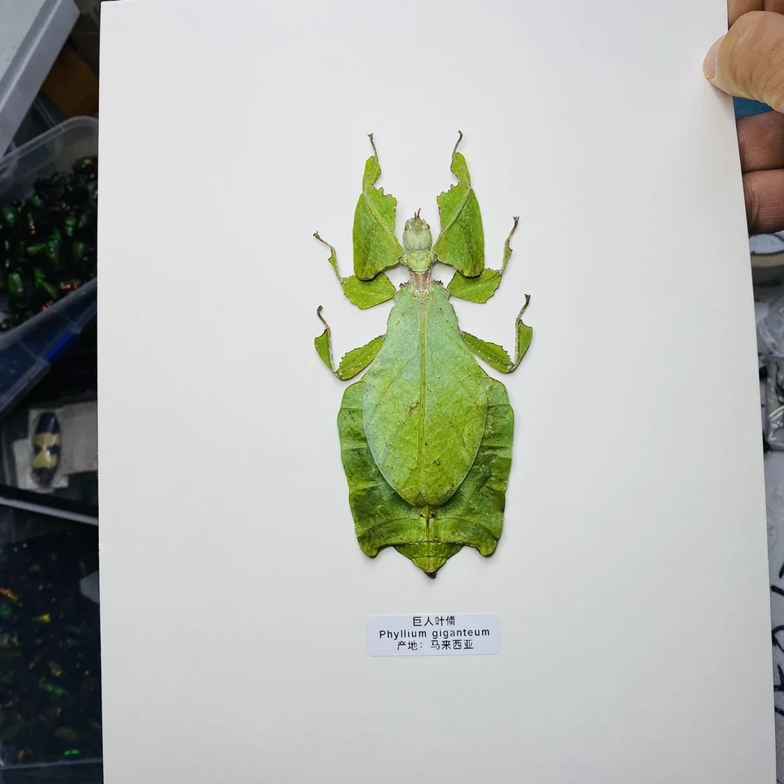 

Wall Art Canvas Painting Nordic Posters and Prints Wall Pictures for Living Room Decor- Leaf Insect Banded Flower Mantis Ladybir