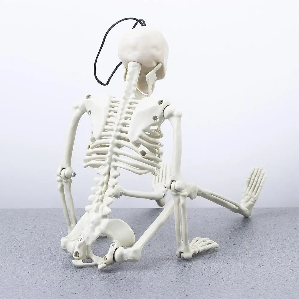 40 سنتيمتر الحلي اكسسوارات السيارات الداخلية علم الأحياء تعليم العظام البشرية تجهيزات حفلة الهالوين سيارة مرآة الرؤية الخلفية قلادة نموذج هيكل عظمي #4