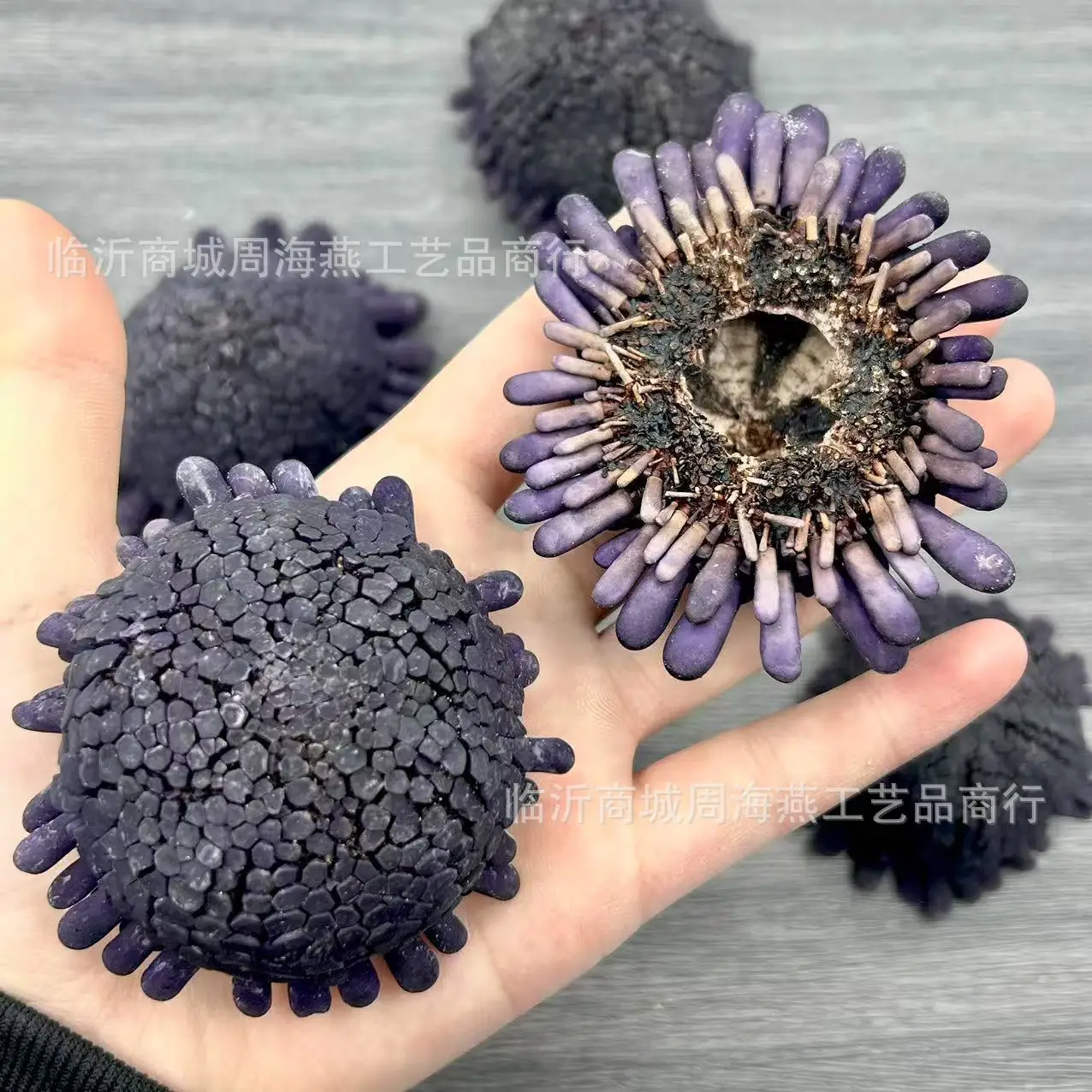 Helmet Urchin (Echinoidea spp.) & 6-9cm Natural Seashells (e.g., Conch spp.) - Purple-Toned Creative Ornaments for Collection