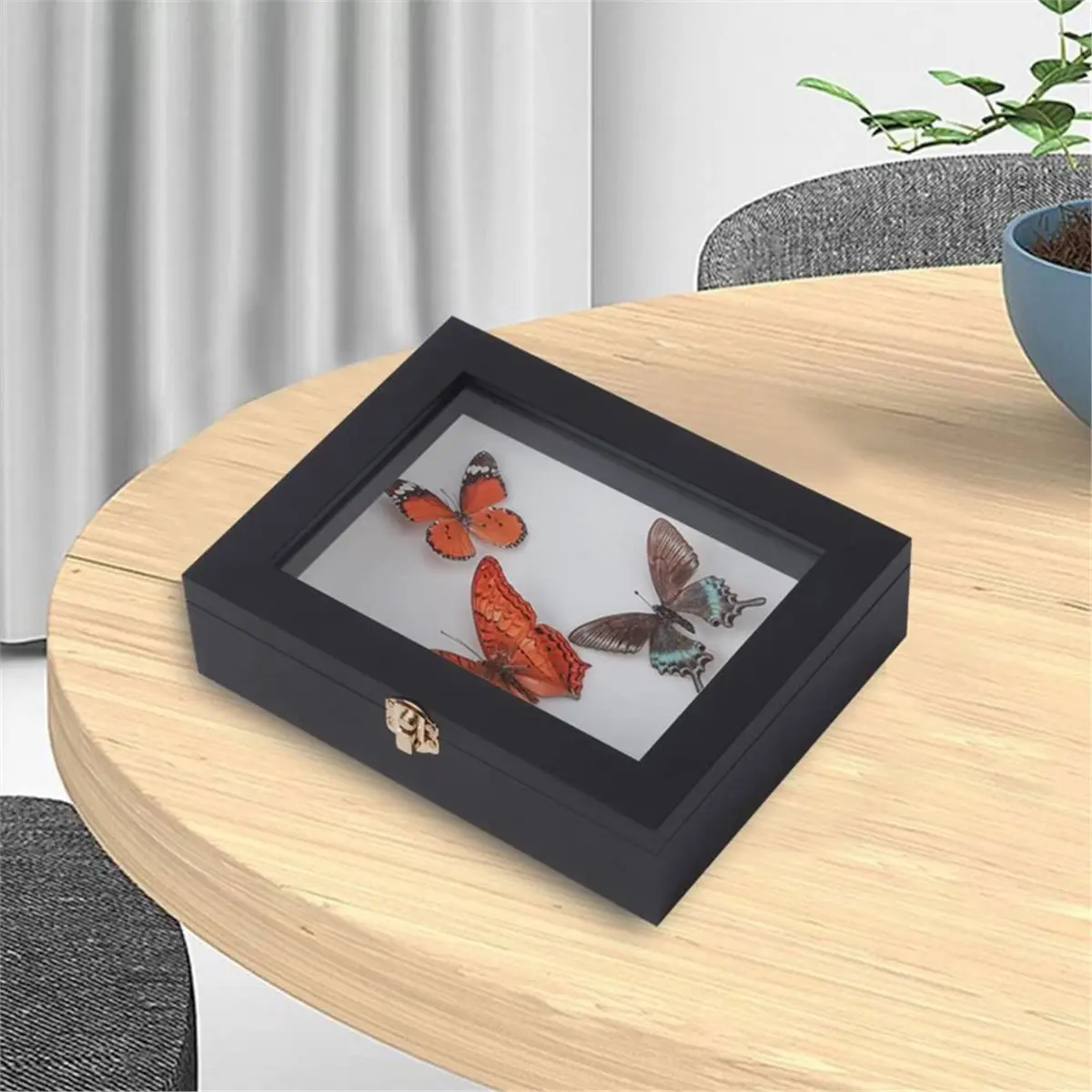 Insect Display Case Bug Display Case Shadow Box Wall Mount, Anti Fade UV Protection Acrylic Top, Eva Foam Pinning Board