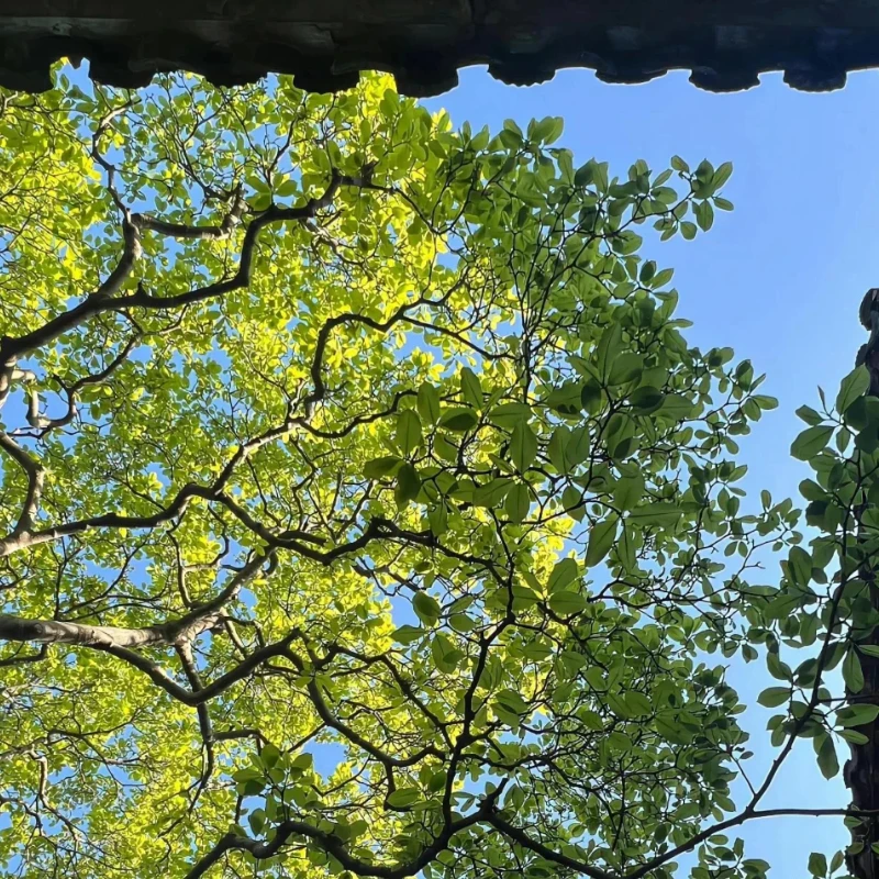 

FLYCOLOR X-TOWER 2 F7 60A 4 в 1 ESC Летающая башня/Stack FPV Bluetooth для регулировки параметров Светодиодный контроль полета