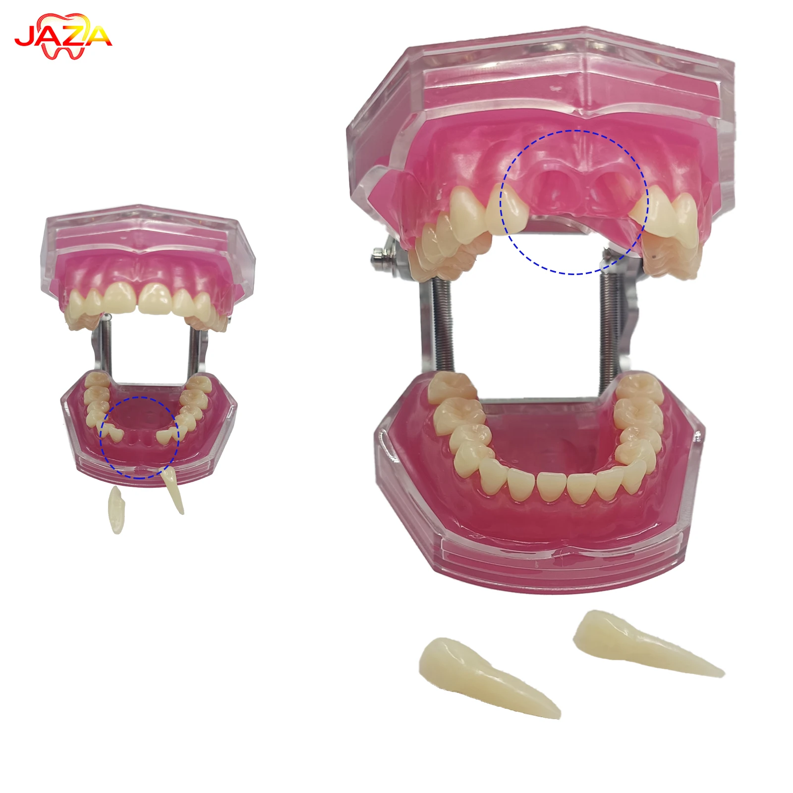 28Pc Removable Dental Teeth Model Tooth Extraction Type Full Mouth Detachable Teeth Dental Teaching Model