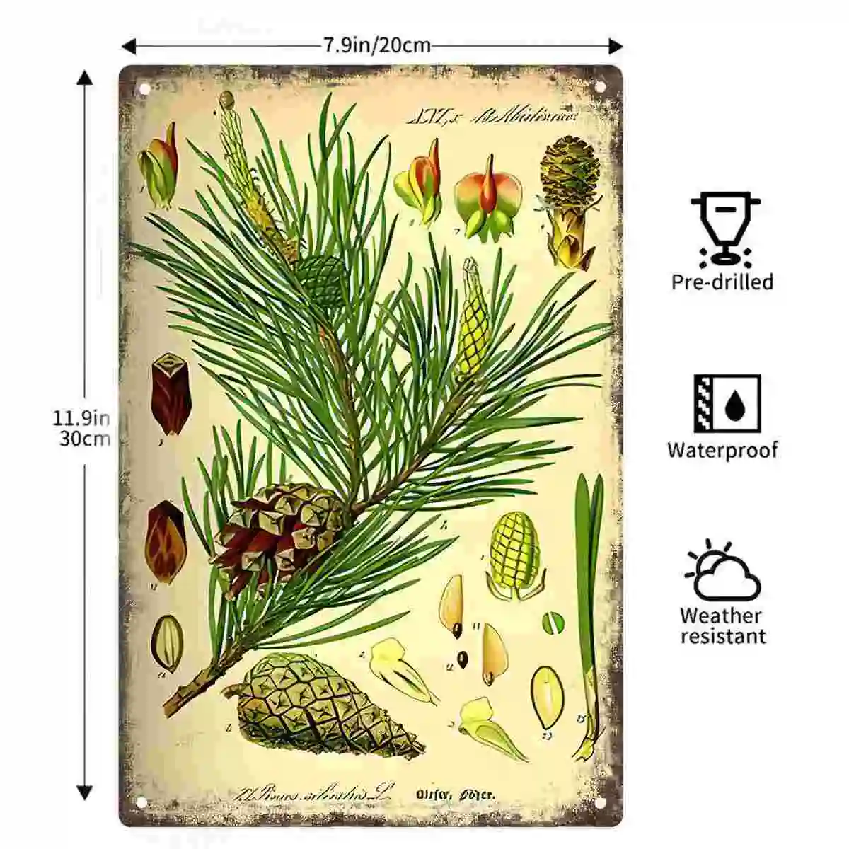 2D FLAT 1pc Vintage Pine Cone Botanical Print Wall Art Decoration for Home Office Bedroom Classroom And Garden