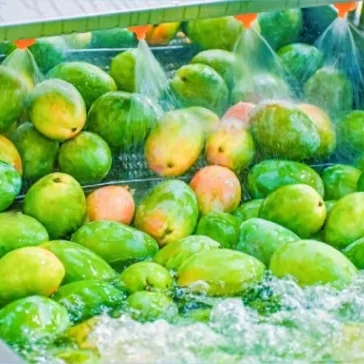 เครื่องล้างผลไม้และผักอัตโนมัติ ระบบโอโซนและฟองอากาศ สำหรับล้างแอปเปิ้ล ถั่ว ข้าวสาลี และแกนผลไม้ ลูกปืนมอเตอร์