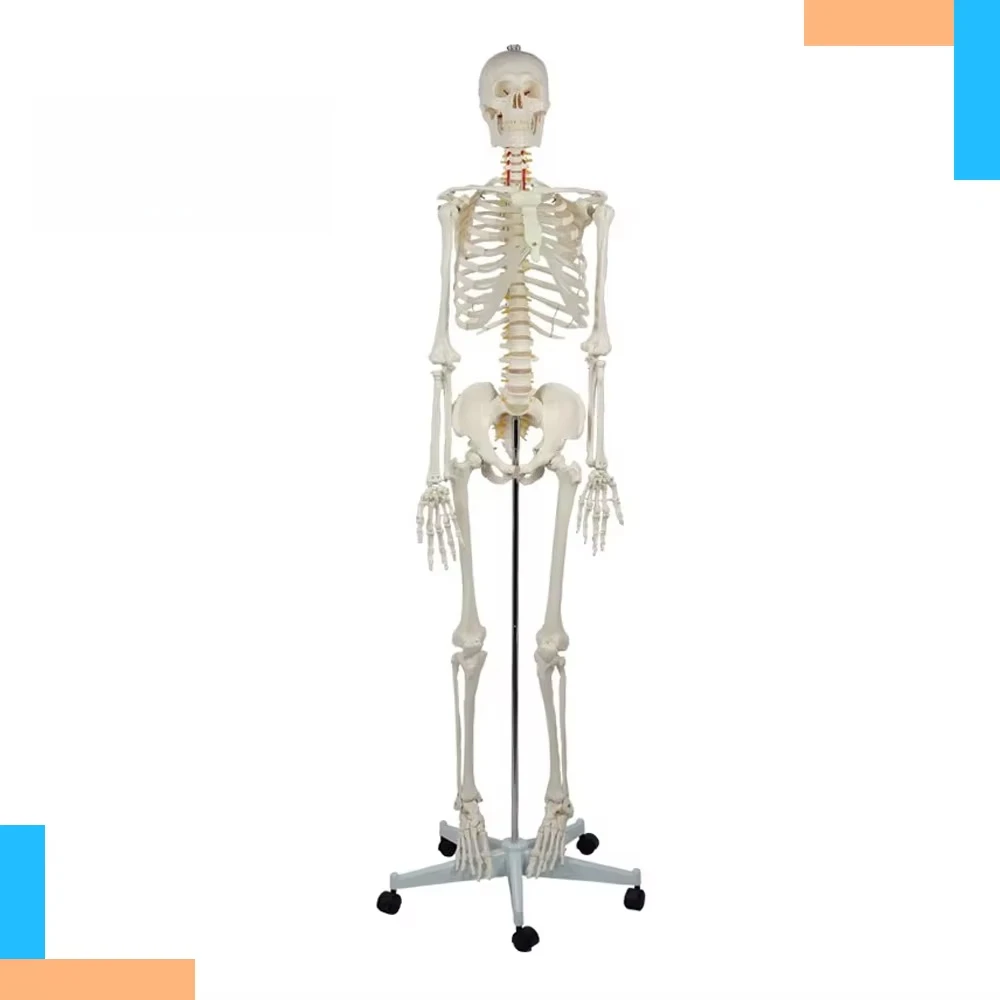 High Quality 180 cm Plastic Human Life-Size Skeleton Model Medica Educational Anatomy Manikin High Repurchase Medica Science